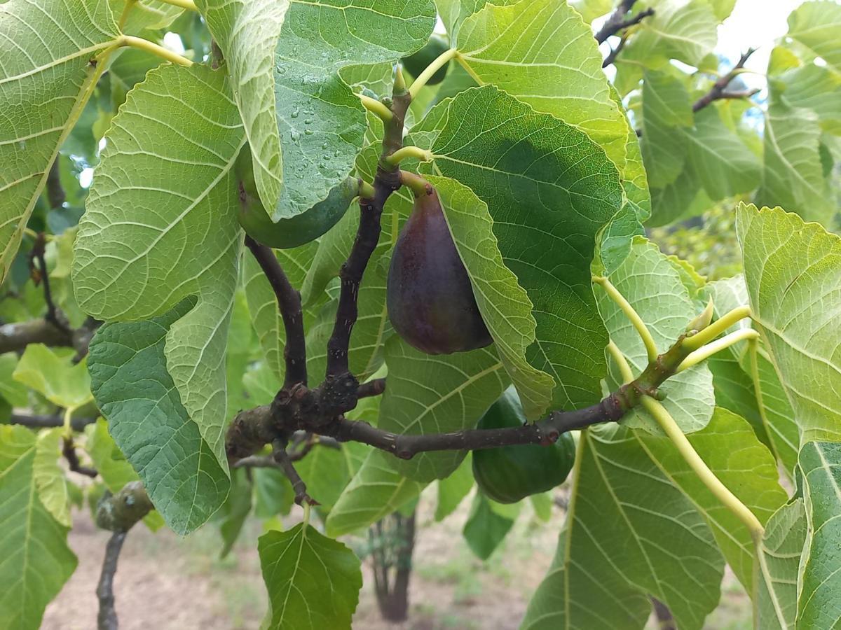 וילה ריאל Quinta Da Peca Douro Vinhateiro מראה חיצוני תמונה