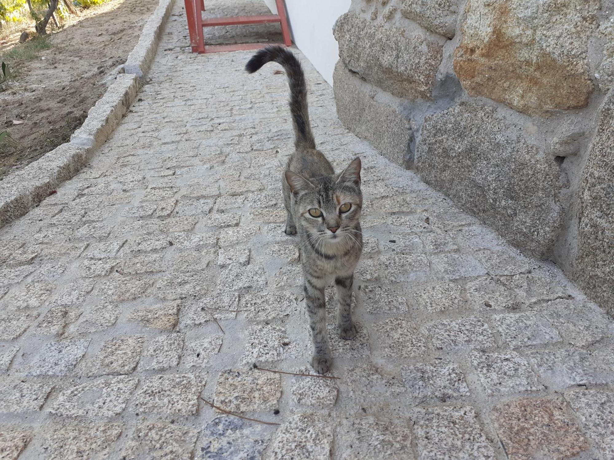 וילה ריאל Quinta Da Peca Douro Vinhateiro מראה חיצוני תמונה